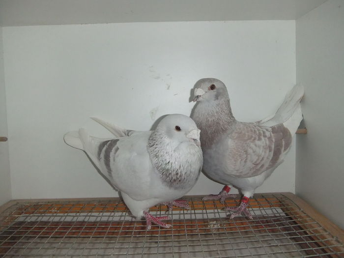 DSCF9388