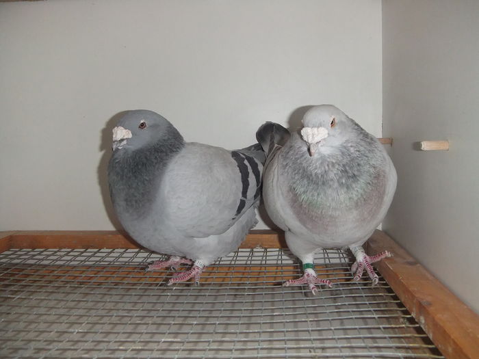 DSCF9393