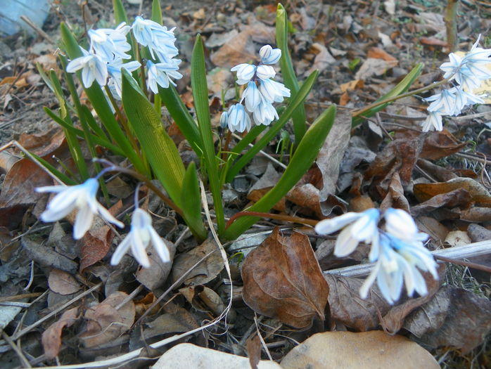puschkinia libanotica puschkinia libanotica