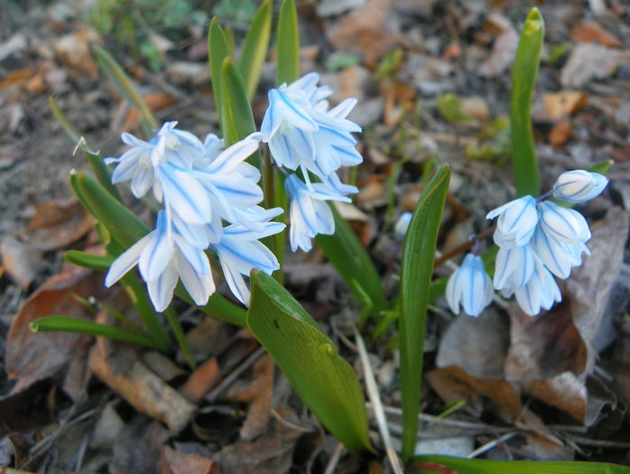 puschkinia libanotica - Primavara 2015