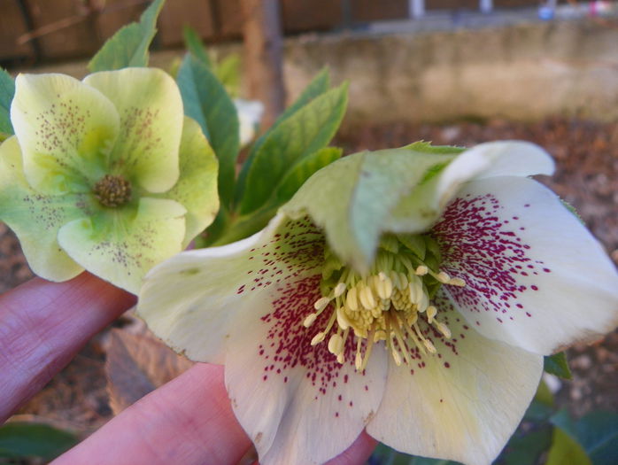 helleborus White Spotted Lady helleborus White Spotted Lady