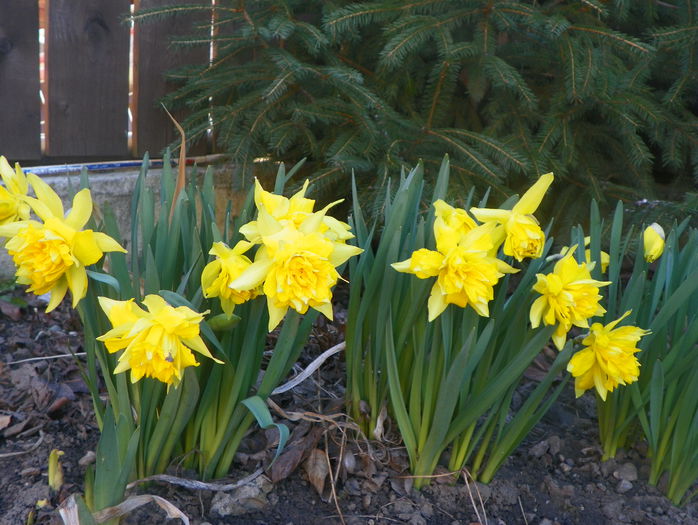 narcise Van Sion narcise Van Sion