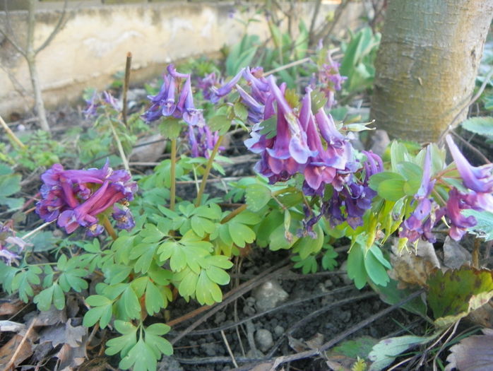 brebenei (corydalis solida) - Primavara 2015