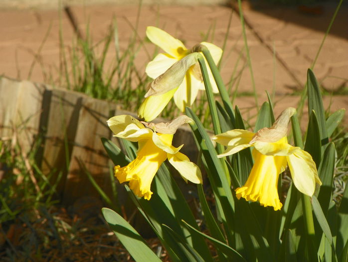 narcise Carlton narcise Carlton