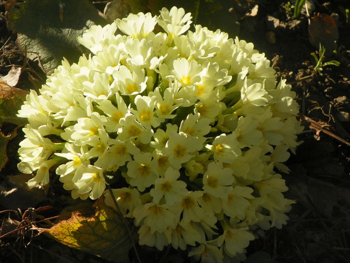 primula vulgaris primula vulgaris