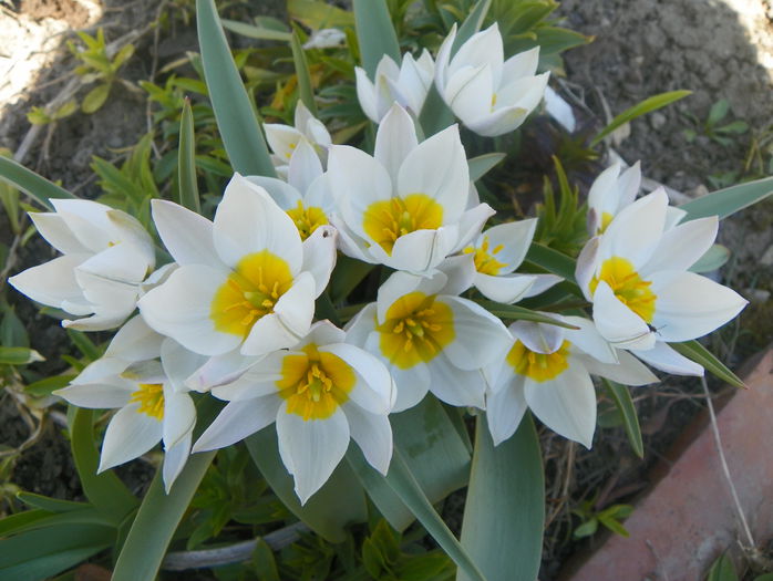 tulipa polychroma