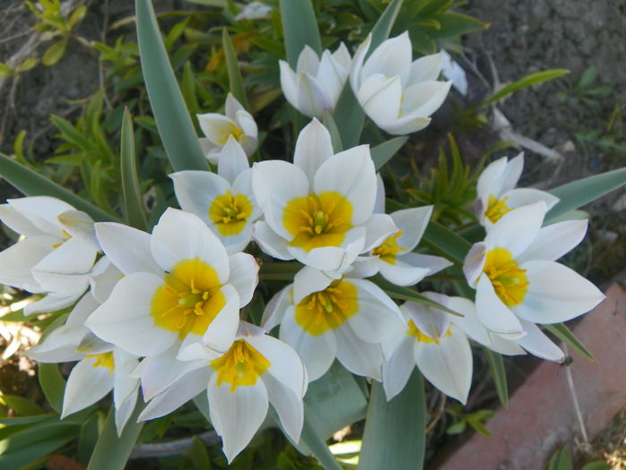 tulipa polychroma
