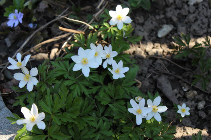 anemone nemorosa