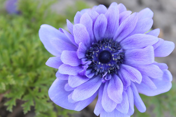 anemone Lord Lieutenant