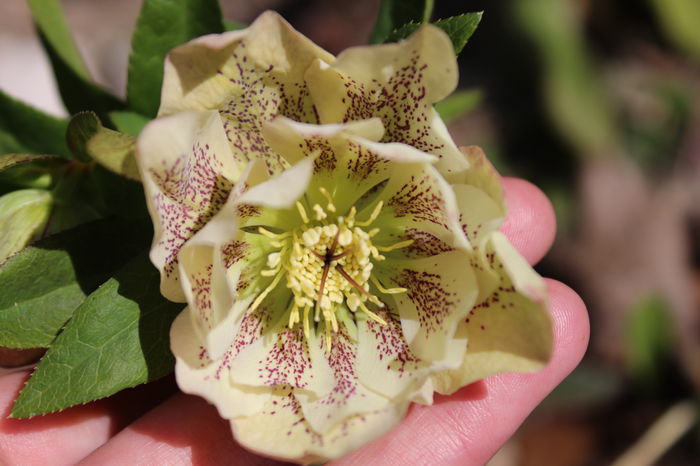 helleborus Double White Spotted