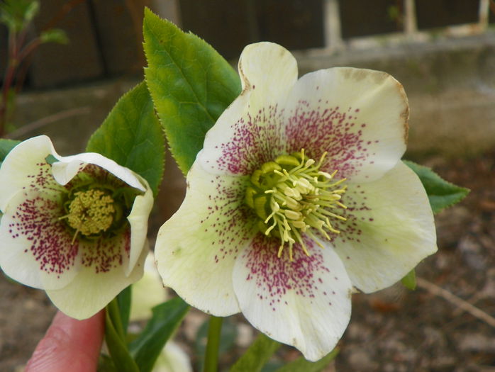 helleborus White Spotted Lady - Primavara 2015