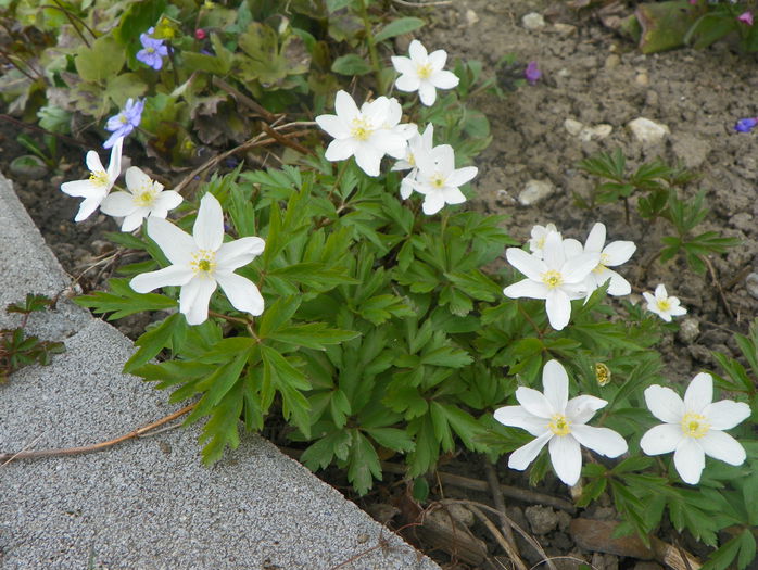 anemone nemorosa - Primavara 2015
