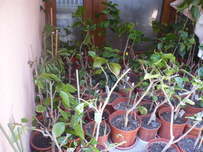 P1210873 - HIBISCUSI 2015-1