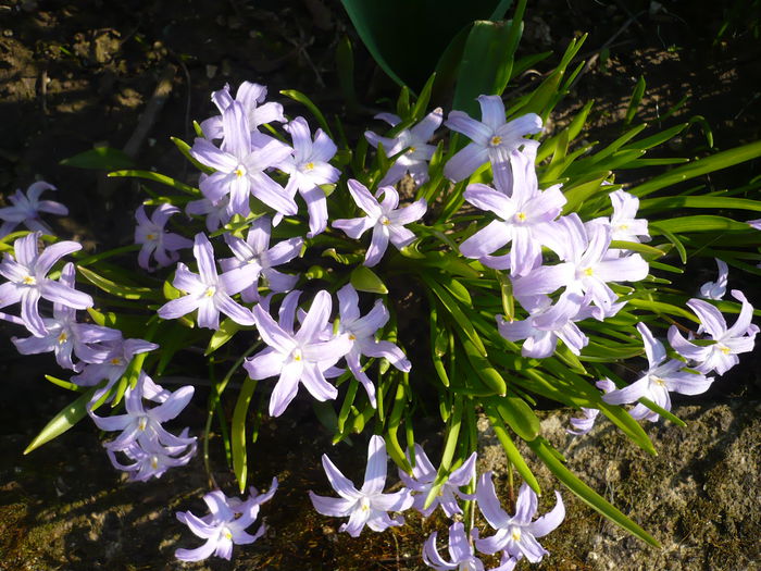 P1210845 - GRADINA 2015