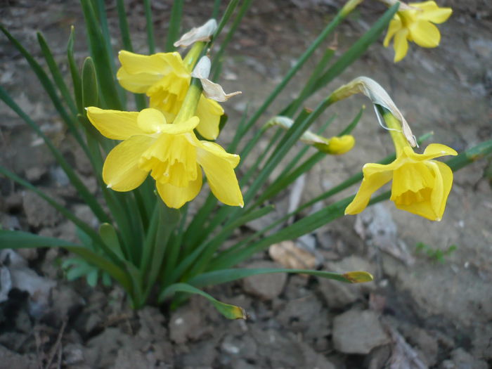 P1210859 - GRADINA 2015