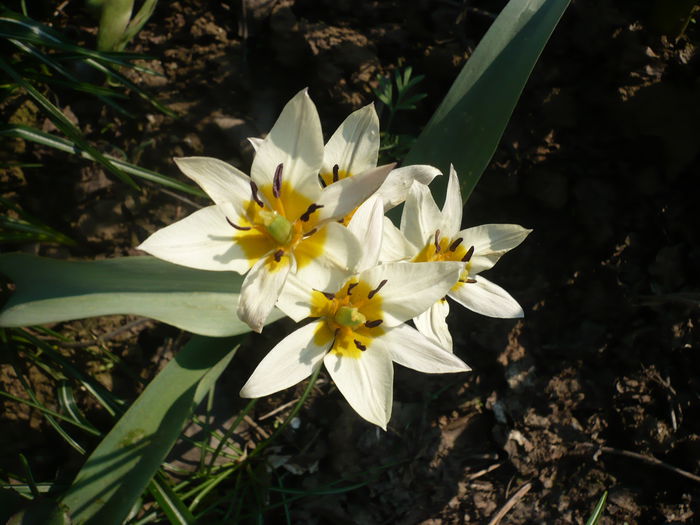 P1210871 - GRADINA 2015