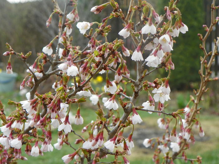 prunus Kojo-no-mai