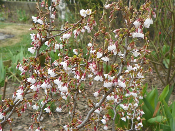 prunus Kojo-no-mai - Copacei si arbusti 2015