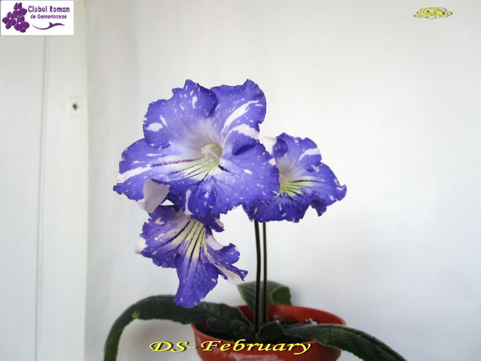 DS-February (13-04-2015) - Streptocarpusi 2015