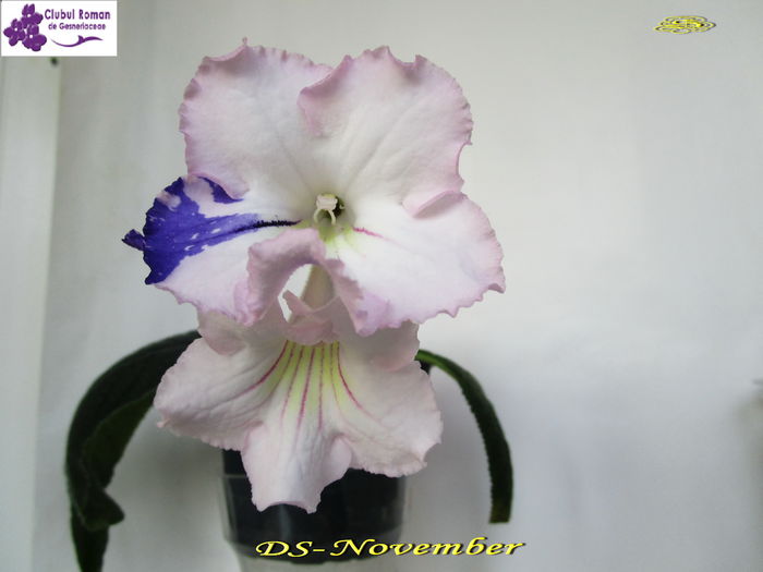 DS-November (13-04-2015) - Streptocarpusi 2015