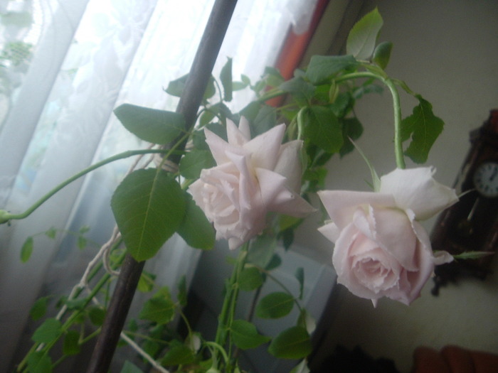 DSCF1705; Sterling theahibrid mov inflorit iarna
