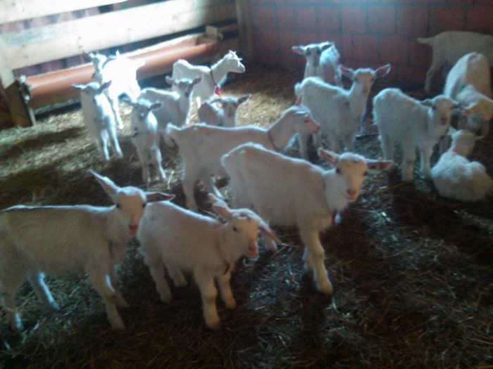 11136908_579166998886864_2121734075_n - Productia 2014 -2015 iezisori