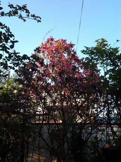 20150413_185343 - aprilie  2015