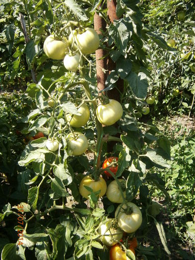 P7311003 - tomate buzau 1600 productie 2014