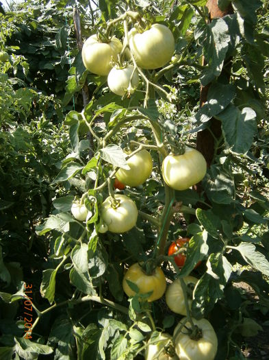 P7311004 - tomate buzau 1600 productie 2014