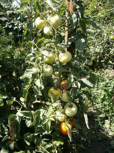 P7311005 - tomate buzau 1600 productie 2014