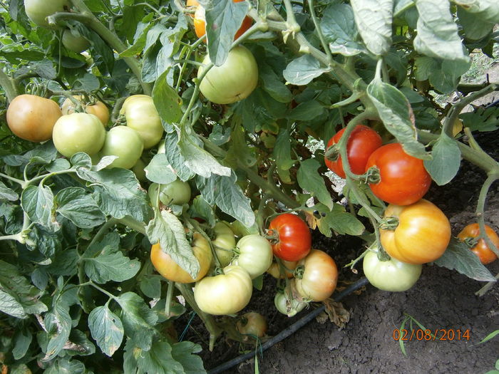 P8021039 - tomate buzau 1600 productie 2014