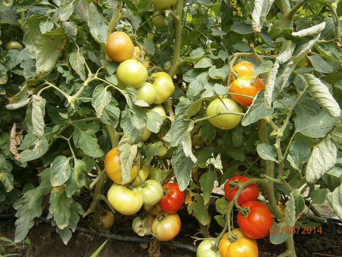 P8021041 - tomate buzau 1600 productie 2014