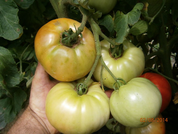 P8021042 - tomate buzau 1600 productie 2014