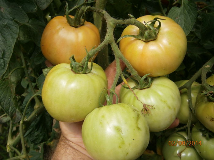 P8021044 - tomate buzau 1600 productie 2014