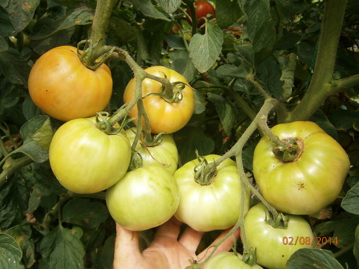 P8021046 - tomate buzau 1600 productie 2014