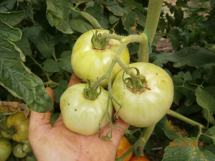 P8021047 - tomate buzau 1600 productie 2014