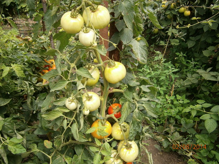 P8021051 - tomate buzau 1600 productie 2014