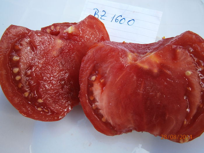 tomate buzau 1600 productie 2014 - pepino - Pagina 2