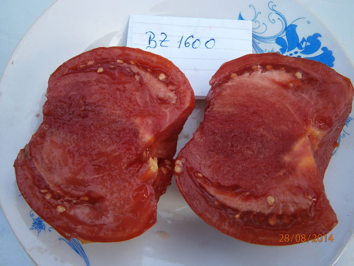 P8281776 - tomate buzau 1600 productie 2014