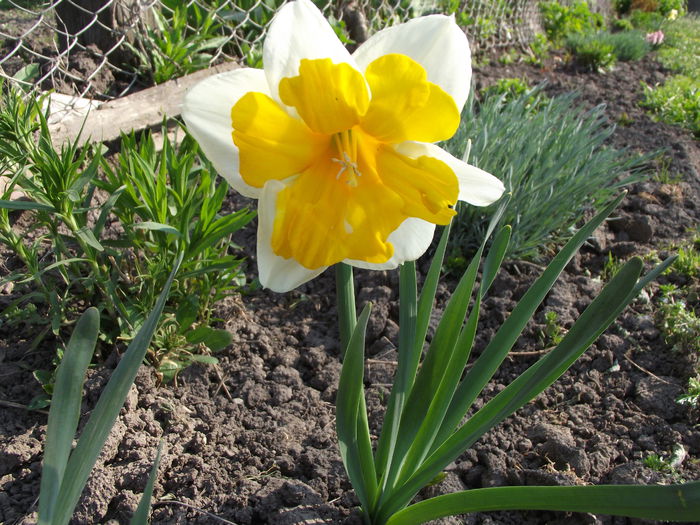 narcisa sovereign - flori in gradina