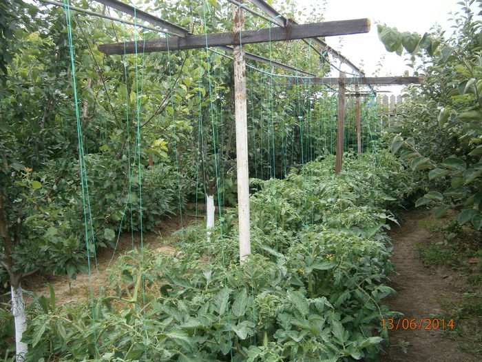 P6130249 - tomate Siriana F1 productie 2014