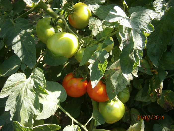 P7311008 - tomate Siriana F1 productie 2014