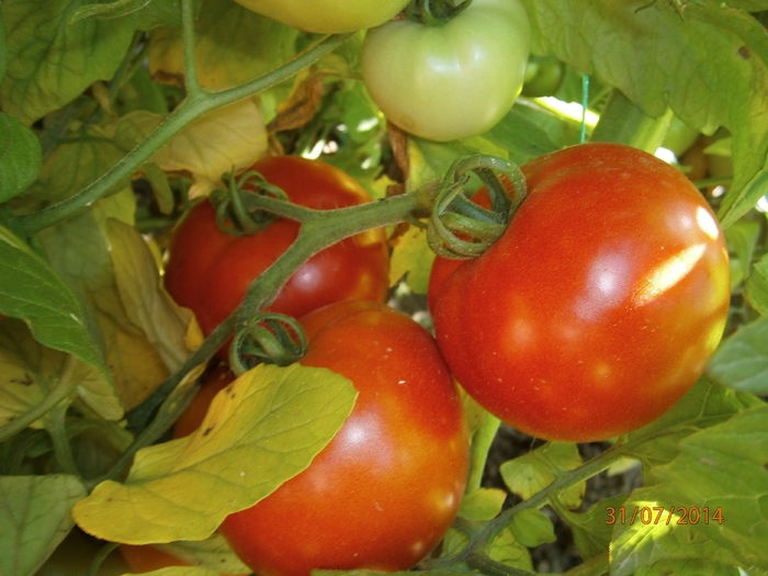 P7311009 - tomate Siriana F1 productie 2014