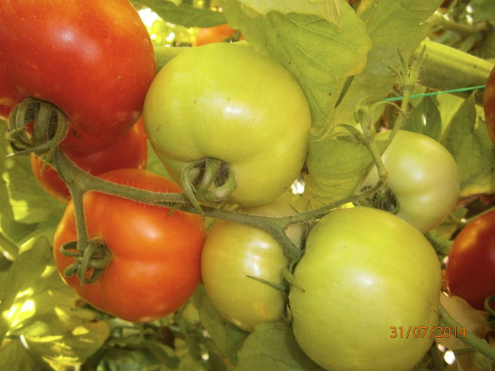 P7311010 - tomate Siriana F1 productie 2014
