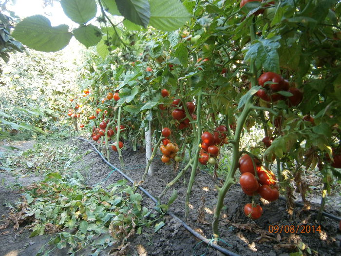 P8091225 - tomate Siriana F1 productie 2014