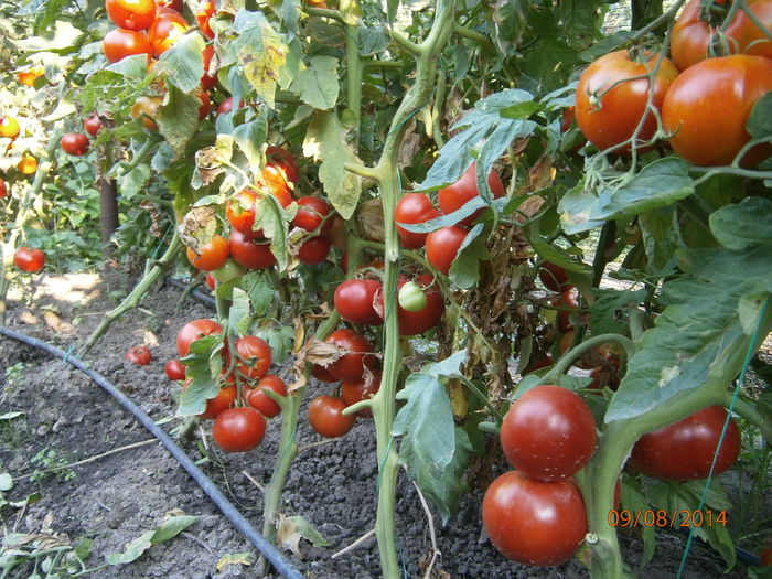 P8091228 - tomate Siriana F1 productie 2014