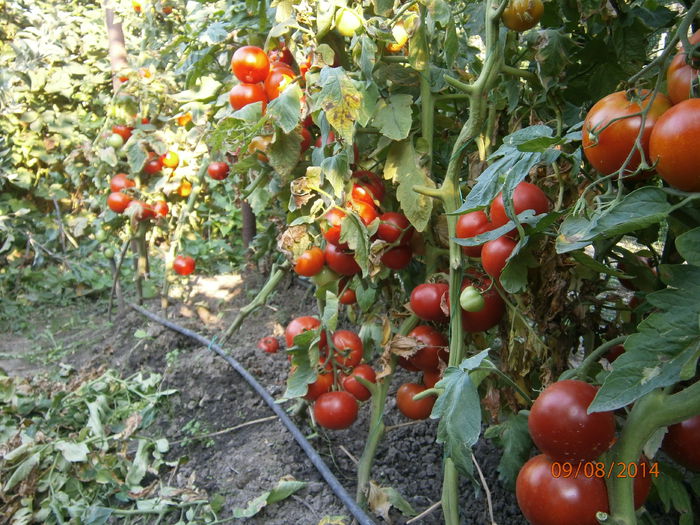 P8091229 - tomate Siriana F1 productie 2014