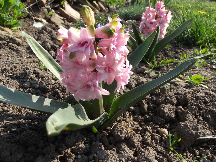 zambile roz parfumat - flori in gradina