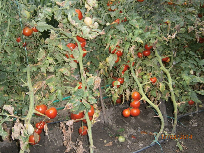 P8171343 - tomate Siriana F1 productie 2014