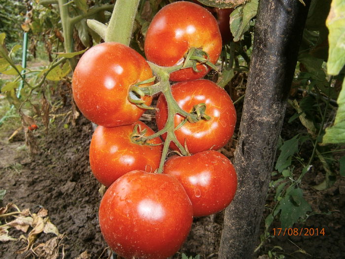 P8171347 - tomate Siriana F1 productie 2014